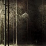 Forest_by_lukpazera