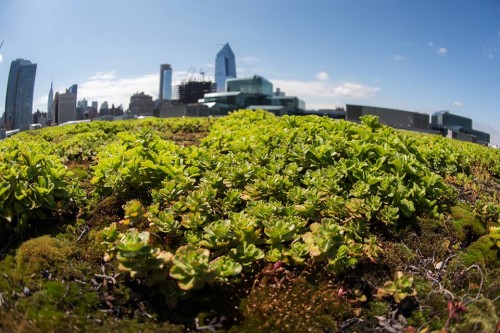 greenroof