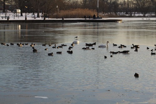 Baisley Pond (Queens) Waterfowl