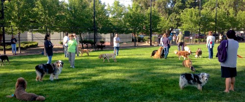 Underbridge Dog Run