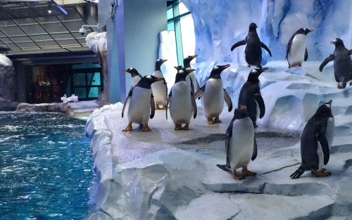 Wybieg pingwinów