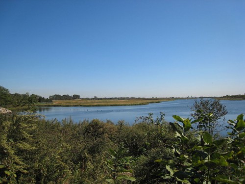 Salt Marsh in Marine Park