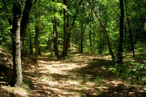 Butler Manor Woods