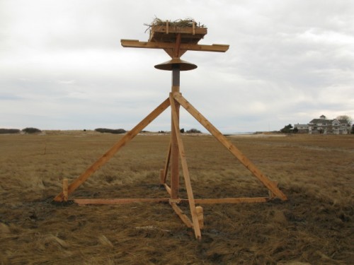 Osprey Platform obserwacja ptaków