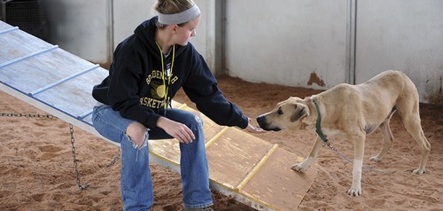 Helping Shelter Dogs Develop Life Skills