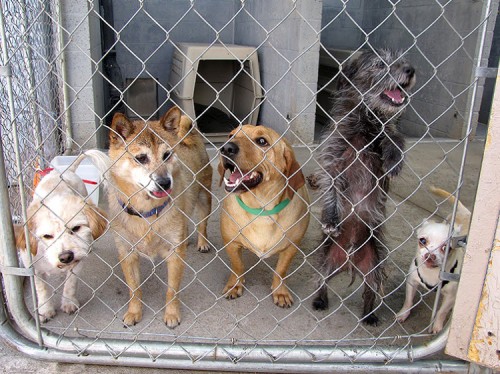 shelter-dogs-petbucket-com-blog.jpg