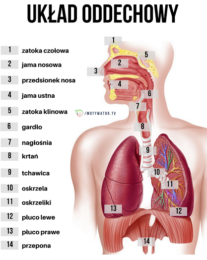 uklad-oddechowy.png