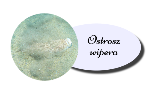 Ostrosz