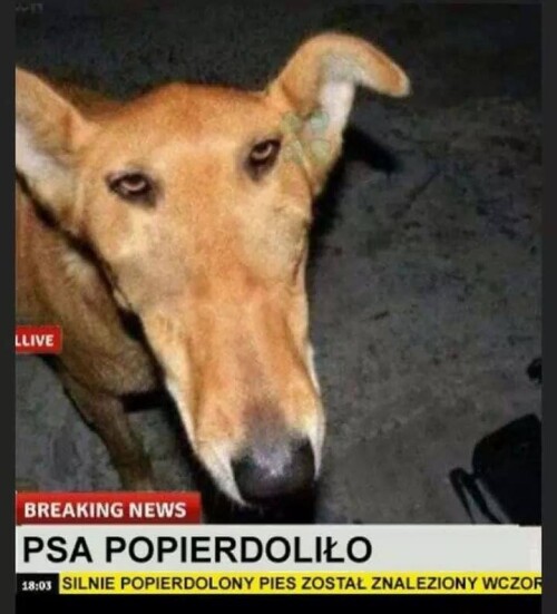 2859951132d2672a254bcacc0581623f.jpeg