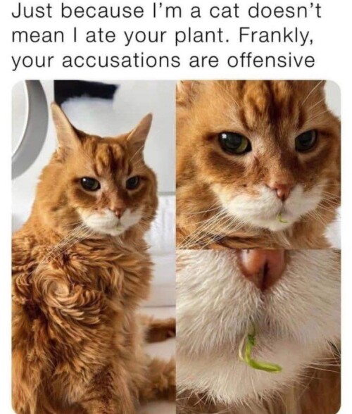 5ba5f5882b000300a143c6d2ae3241e9.jpeg