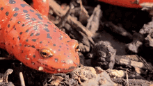 ead9e5b46eeb1c3c471854b0611327d2.gif