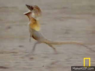 ad645087344253ae9acc64044aaa07e8.gif